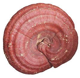 超写实画面FPS《Unrecord》开发商获250万美元融资